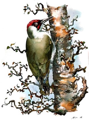 Illustration animalière réaliste d'oiseaux par Aliec Laverty