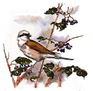  - Illustration animalière réaliste d'oiseaux