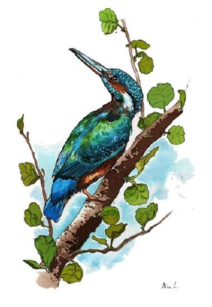 Illustration animalière réaliste d'oiseaux par Aliec Laverty